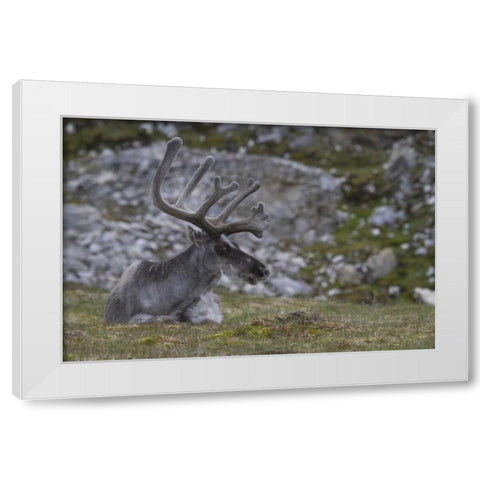 Norway, Prins Karls Forland Reindeer grazing White Modern Wood Framed Art Print by Young, Bill