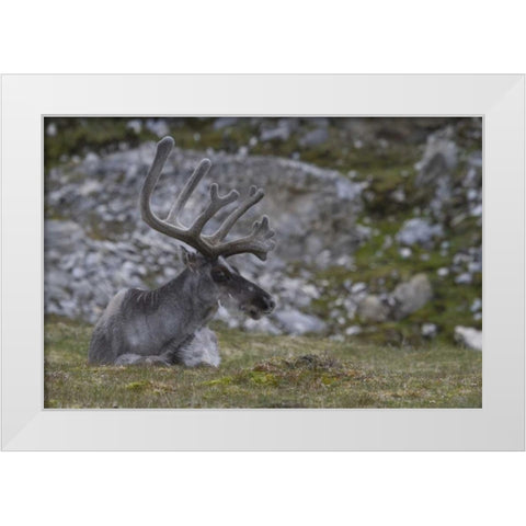 Norway, Prins Karls Forland Reindeer grazing White Modern Wood Framed Art Print by Young, Bill