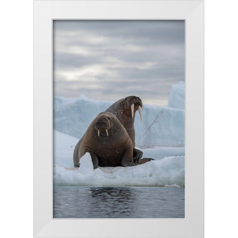 Norway-Svalbard-Nordaustlandet-Austfonna Walrus on ice White Modern Wood Framed Art Print by Hopkins, Cindy Miller