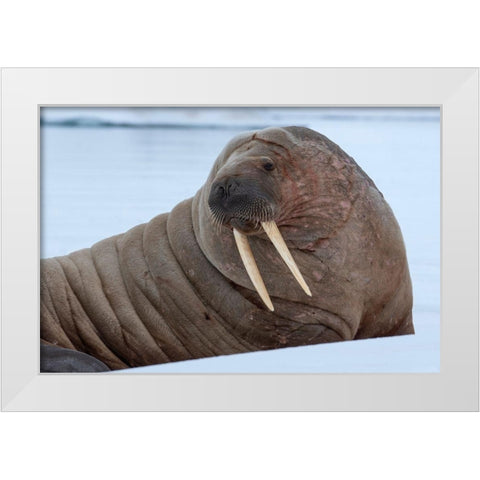 Norway-Svalbard-Nordaustlandet-Austfonna Walrus on ice White Modern Wood Framed Art Print by Hopkins, Cindy Miller