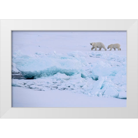 Norway-High Arctic Polar bear mother and cub on sea ice White Modern Wood Framed Art Print by Hopkins, Cindy Miller