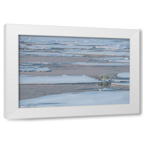 Norway-High Arctic Lone polar bear on sea ice at dusk White Modern Wood Framed Art Print by Hopkins, Cindy Miller