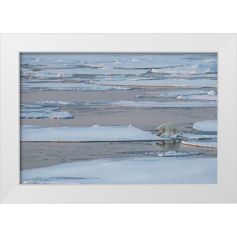 Norway-High Arctic Lone polar bear on sea ice at dusk White Modern Wood Framed Art Print by Hopkins, Cindy Miller