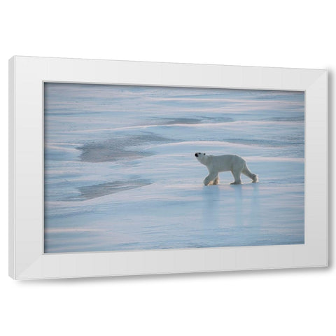 Norway-High Arctic Underweight polar bear on sea ice at dusk White Modern Wood Framed Art Print by Hopkins, Cindy Miller