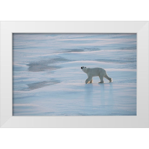 Norway-High Arctic Underweight polar bear on sea ice at dusk White Modern Wood Framed Art Print by Hopkins, Cindy Miller