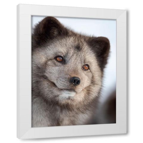 Arctic Fox- blue morph- in deep snow during winter. Europe- Norway- Bardu- Polar Park White Modern Wood Framed Art Print by Zwick, Martin