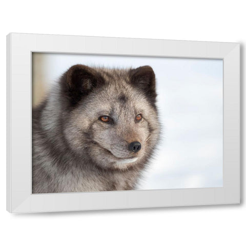 Arctic Fox- blue morph- in deep snow during winter. Europe- Norway- Bardu- Polar Park White Modern Wood Framed Art Print by Zwick, Martin
