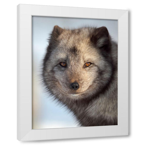 Arctic Fox- blue morph- in deep snow during winter. Europe- Norway- Bardu- Polar Park White Modern Wood Framed Art Print by Zwick, Martin