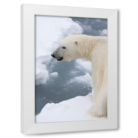 Polar bear-Ursus maritimus-Polar Ice Cap-north of Spitsbergen-Norway White Modern Wood Framed Art Print by Pitamitz, Sergio