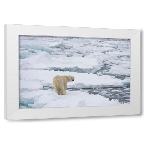 Polar bear-Ursus maritimus-Polar Ice Cap-north of Spitsbergen-Norway White Modern Wood Framed Art Print by Pitamitz, Sergio