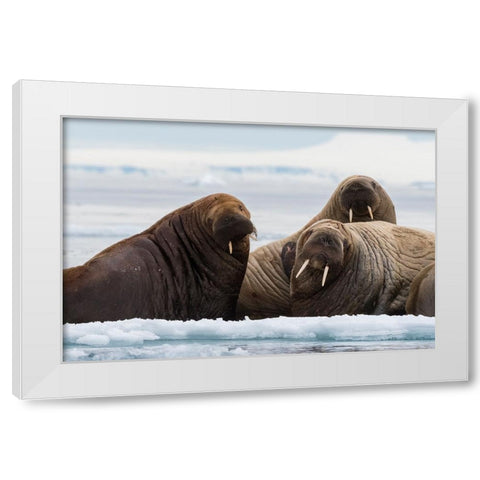 Atlantic walruses-Odobenus rosmarus-Vibebukta-Austfonna-Nordaustlandet-Svalbard Islands-Norway White Modern Wood Framed Art Print by Pitamitz, Sergio