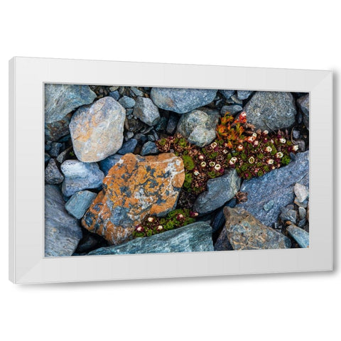 Tufted saxifrage {Saxifraga cepitosa}-in flower White Modern Wood Framed Art Print by Pitamitz, Sergio