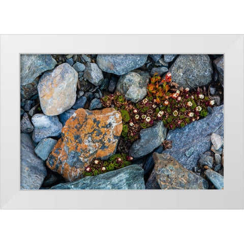 Tufted saxifrage {Saxifraga cepitosa}-in flower White Modern Wood Framed Art Print by Pitamitz, Sergio
