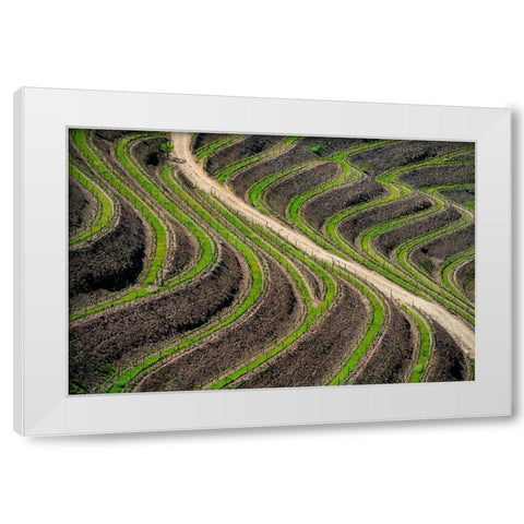 Europe-Portugal-Douro Valley-Vineyard patterns White Modern Wood Framed Art Print by Jaynes Gallery