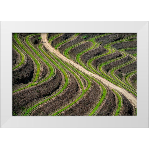 Europe-Portugal-Douro Valley-Vineyard patterns White Modern Wood Framed Art Print by Jaynes Gallery