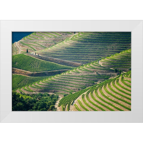 Europe-Portugal-Douro Valley-Vineyard patterns White Modern Wood Framed Art Print by Jaynes Gallery