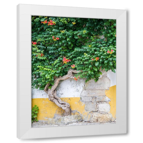 Portugal-Obidos-Large trumpet vine growing against a wall in the streets of Obidos White Modern Wood Framed Art Print by Eggers, Julie