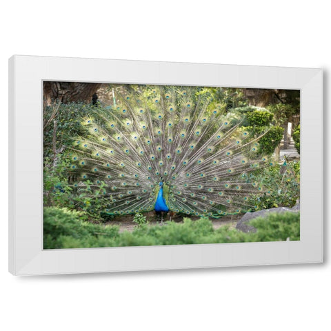 Lisbon- Portugal. Castelo Sao Jorge. Peacocks reside on the castle grounds White Modern Wood Framed Art Print by McRoberts, Julien