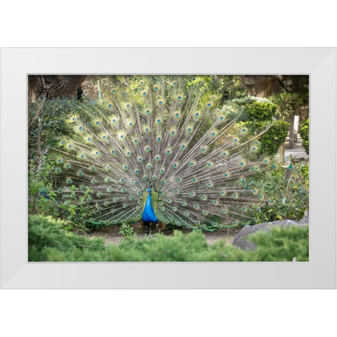 Lisbon- Portugal. Castelo Sao Jorge. Peacocks reside on the castle grounds White Modern Wood Framed Art Print by McRoberts, Julien
