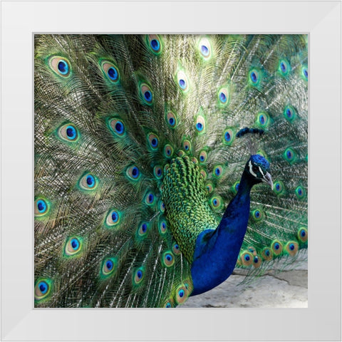 Lisbon- Portugal. Castelo Sao Jorge. Peacocks reside on the castle grounds White Modern Wood Framed Art Print by McRoberts, Julien