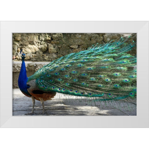 Lisbon- Portugal. Castelo Sao Jorge. Peacocks reside on the castle grounds White Modern Wood Framed Art Print by McRoberts, Julien
