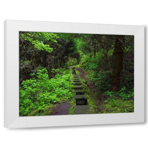 Levada-traditional irrigation channel near Cabeco Gordo in dense forest  White Modern Wood Framed Art Print by Zwick, Martin