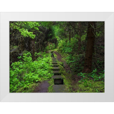Levada-traditional irrigation channel near Cabeco Gordo in dense forest  White Modern Wood Framed Art Print by Zwick, Martin