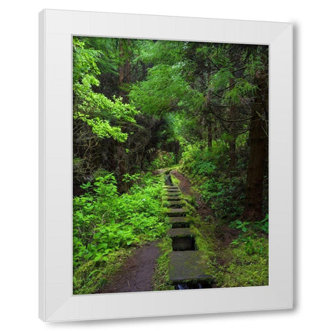 Levada-traditional irrigation channel near Cabeco Gordo in dense forest  White Modern Wood Framed Art Print by Zwick, Martin