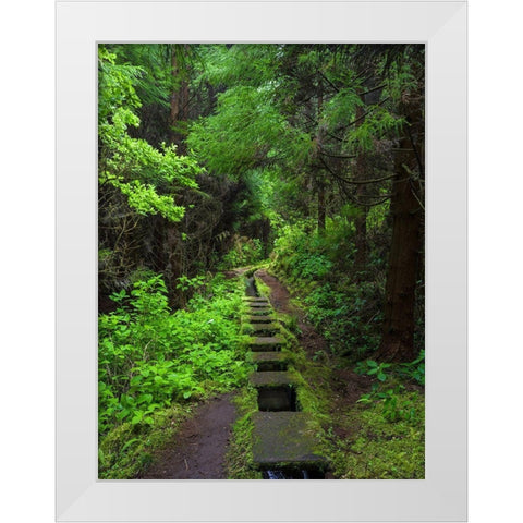 Levada-traditional irrigation channel near Cabeco Gordo in dense forest  White Modern Wood Framed Art Print by Zwick, Martin