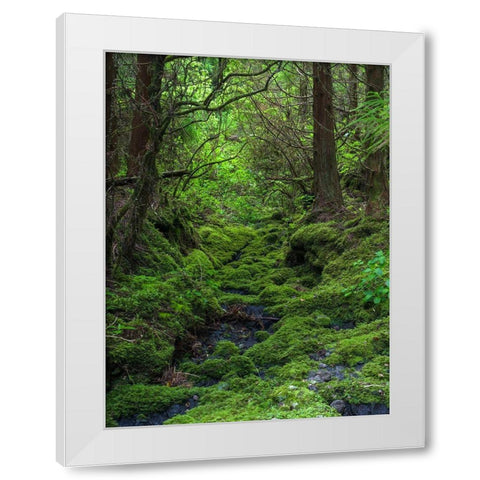 Forest near Cabeco Grodo Faial Island-an island in the Azores in the Atlantic Ocean  White Modern Wood Framed Art Print by Zwick, Martin
