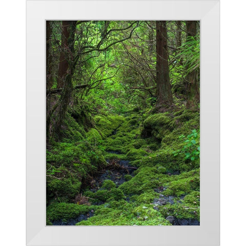 Forest near Cabeco Grodo Faial Island-an island in the Azores in the Atlantic Ocean  White Modern Wood Framed Art Print by Zwick, Martin