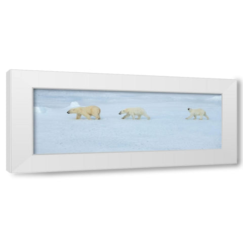 Russia-High Arctic-Franz Josef Land Polar bear female with two cubs on sea ice White Modern Wood Framed Art Print by Hopkins, Cindy Miller