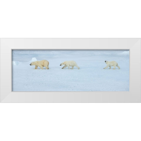 Russia-High Arctic-Franz Josef Land Polar bear female with two cubs on sea ice White Modern Wood Framed Art Print by Hopkins, Cindy Miller