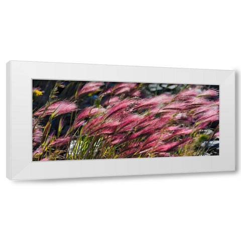 Wild barley-Hardeuom-Anadyr-Chukotka Autonomous Okrug-Russia White Modern Wood Framed Art Print by Su, Keren