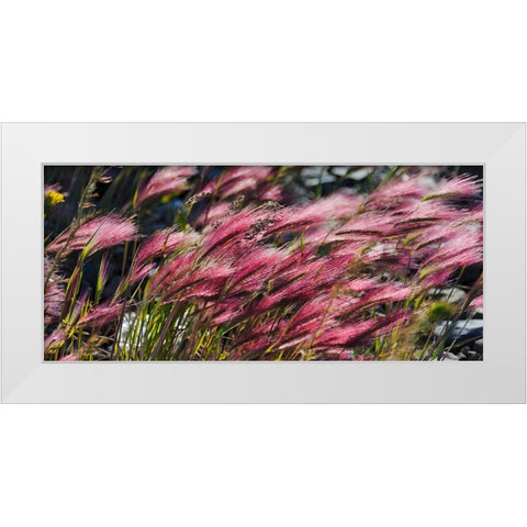 Wild barley-Hardeuom-Anadyr-Chukotka Autonomous Okrug-Russia White Modern Wood Framed Art Print by Su, Keren