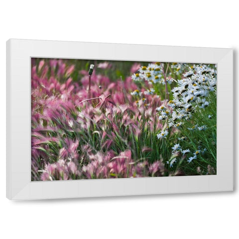 Wild barley-Hardeuom-Anadyr-Chukotka Autonomous Okrug-Russia White Modern Wood Framed Art Print by Su, Keren