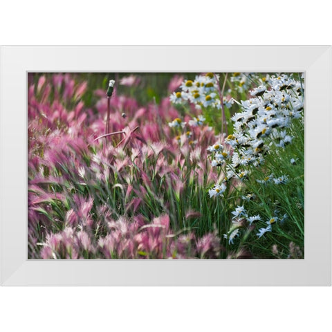 Wild barley-Hardeuom-Anadyr-Chukotka Autonomous Okrug-Russia White Modern Wood Framed Art Print by Su, Keren