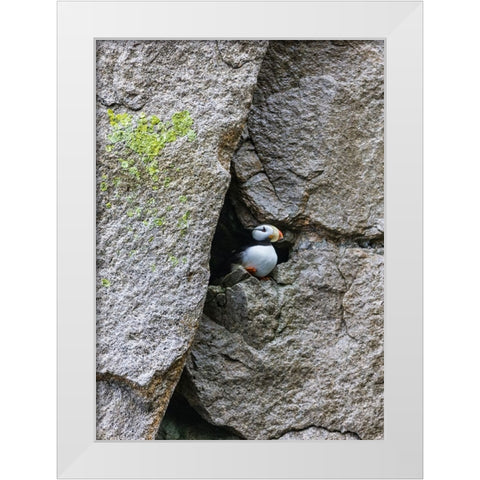Horned Puffin-Fratercula comiculata-Cape Archen-Bering Sea-Russian Far East White Modern Wood Framed Art Print by Su, Keren