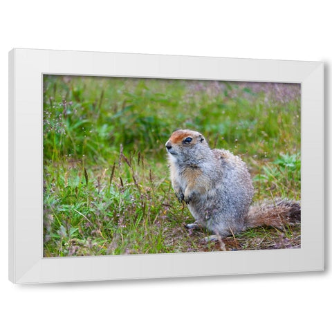 Ground squirrel-Chukchi Peninsula-Russian Far East White Modern Wood Framed Art Print by Su, Keren