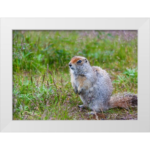 Ground squirrel-Chukchi Peninsula-Russian Far East White Modern Wood Framed Art Print by Su, Keren