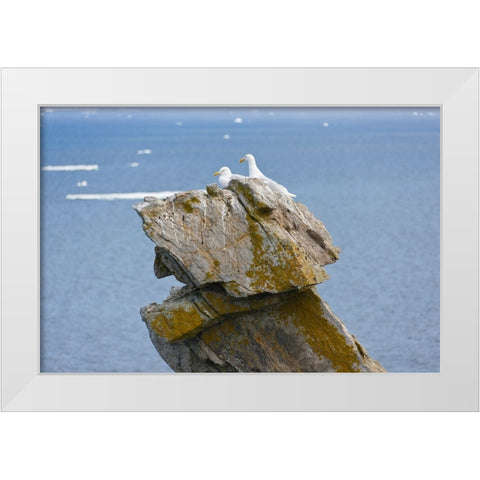 Seagulls on rock pile-Kolyuchin Island-once an important Russian Polar Research Station-Bering Sea- White Modern Wood Framed Art Print by Su, Keren