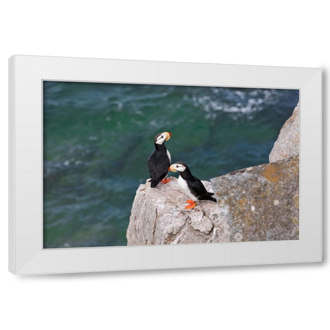 Horned Puffin-Fratercula corniculata-on Kolyuchin Island-once an important Russian Polar Research S White Modern Wood Framed Art Print by Su, Keren