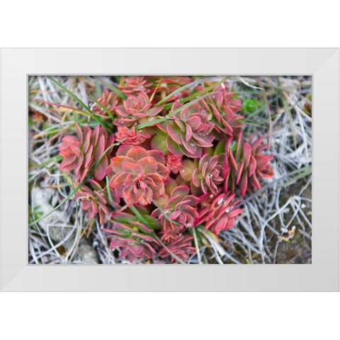 Arctic cactus-Wrangel Island in Chukchi Sea-Russian Far East White Modern Wood Framed Art Print by Su, Keren