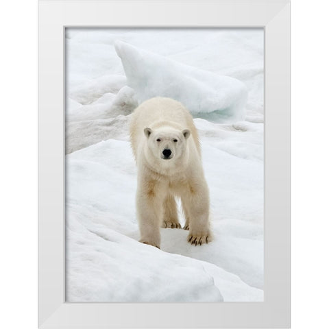 Polar Bear on ice-Bering Sea-Russia Far East White Modern Wood Framed Art Print by Su, Keren
