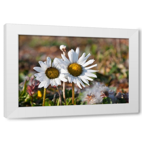 Arctic Chrysanthemum-Chrysanthemum arcticum-Cape Onman-Chukchi Sea-Russia Far East White Modern Wood Framed Art Print by Su, Keren