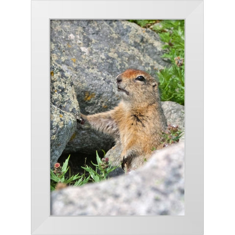 Ground squirrel-Cape Dezhnev-most eastern corner of Eurasia-Russian Far East White Modern Wood Framed Art Print by Su, Keren