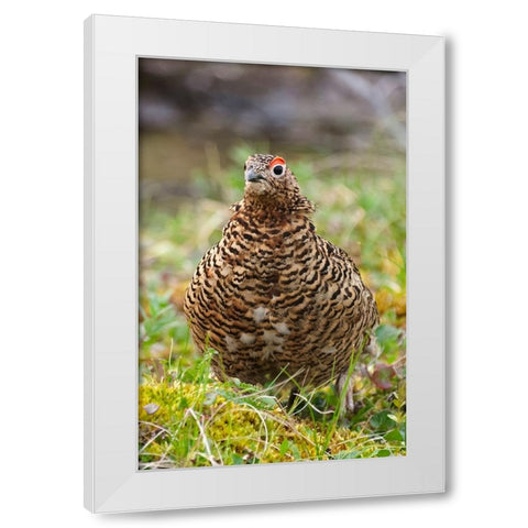Willow grouse-willow Ptarmigan-Yttygran Island-Bering Sea-Russia Far East White Modern Wood Framed Art Print by Su, Keren