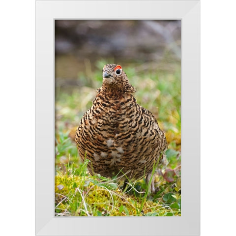 Willow grouse-willow Ptarmigan-Yttygran Island-Bering Sea-Russia Far East White Modern Wood Framed Art Print by Su, Keren