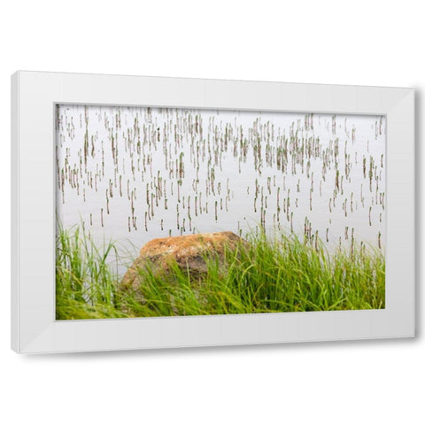 Plant and rock in the glacier river-Yttygran Island-Bering Sea-Russia Far East White Modern Wood Framed Art Print by Su, Keren