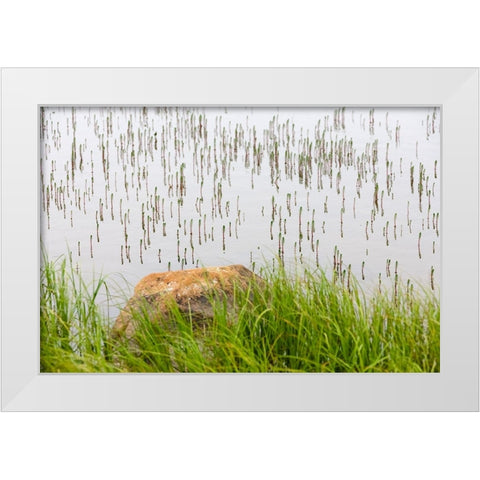 Plant and rock in the glacier river-Yttygran Island-Bering Sea-Russia Far East White Modern Wood Framed Art Print by Su, Keren